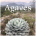 SOLD OUT! Agaves Species Hybrids Cultivars