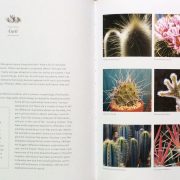 Succulents and Spells by Andi C. Buchanan Succulents and Spells by Andi C. Buchanan